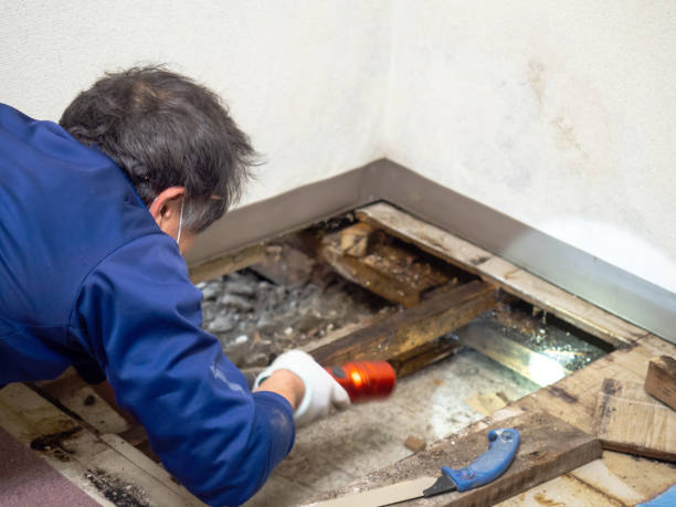 Best Mold Inspection  in Walthourville, GA