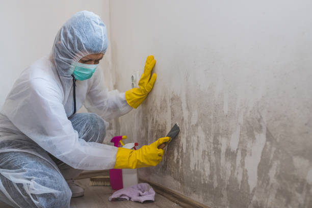 Best Professional Mold Removal  in Walthourville, GA
