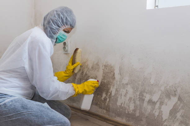 Best Commercial Mold Removal  in Walthourville, GA