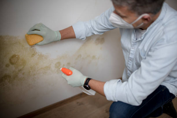 Best Mold Damage Repair  in Walthourville, GA