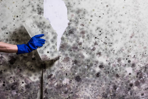 Trusted Walthourville, GA Mold Removal Experts
