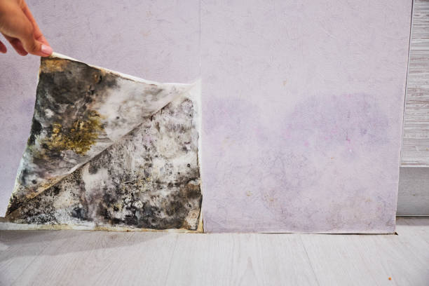 Best Local Mold Removal Service  in Walthourville, GA